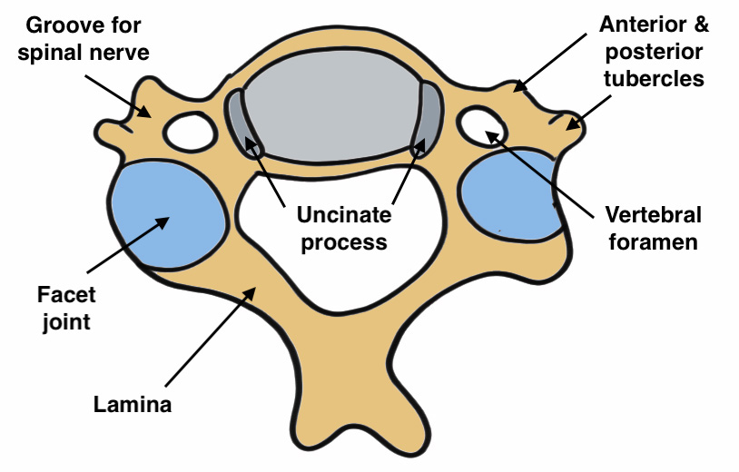 Subaxial spine anatomy 1