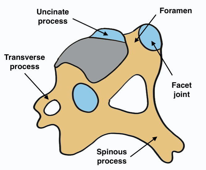 Subaxial spine anatomy 2