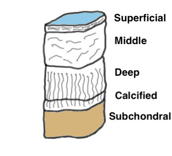 Cartilage