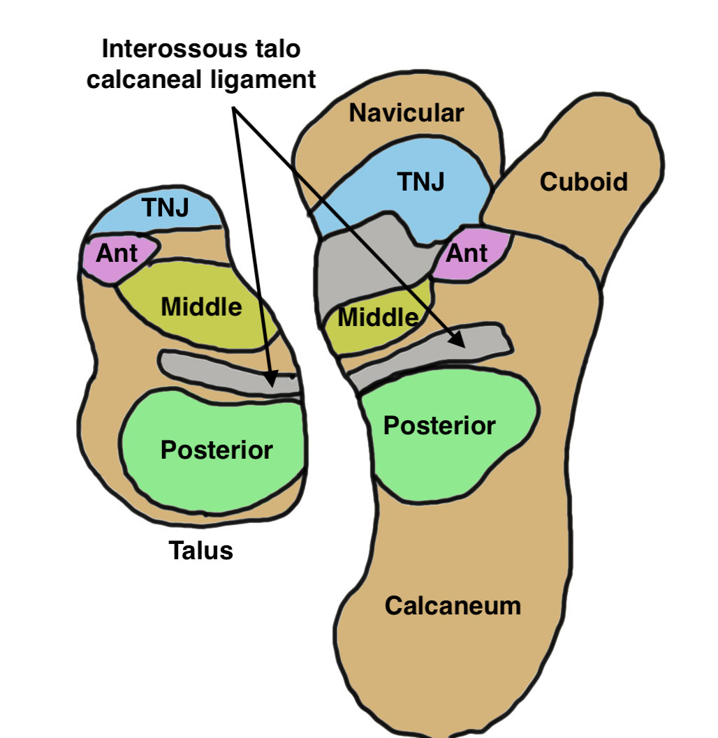 Subtalar anatomy