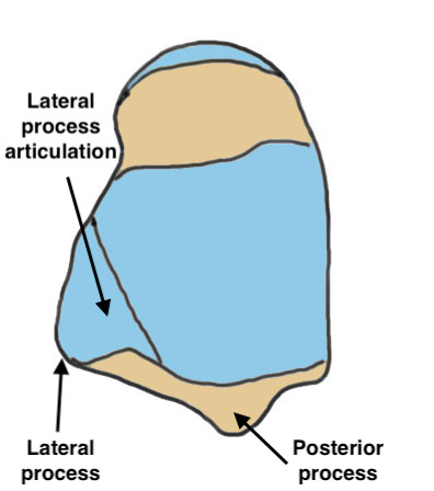 Talus anatomy