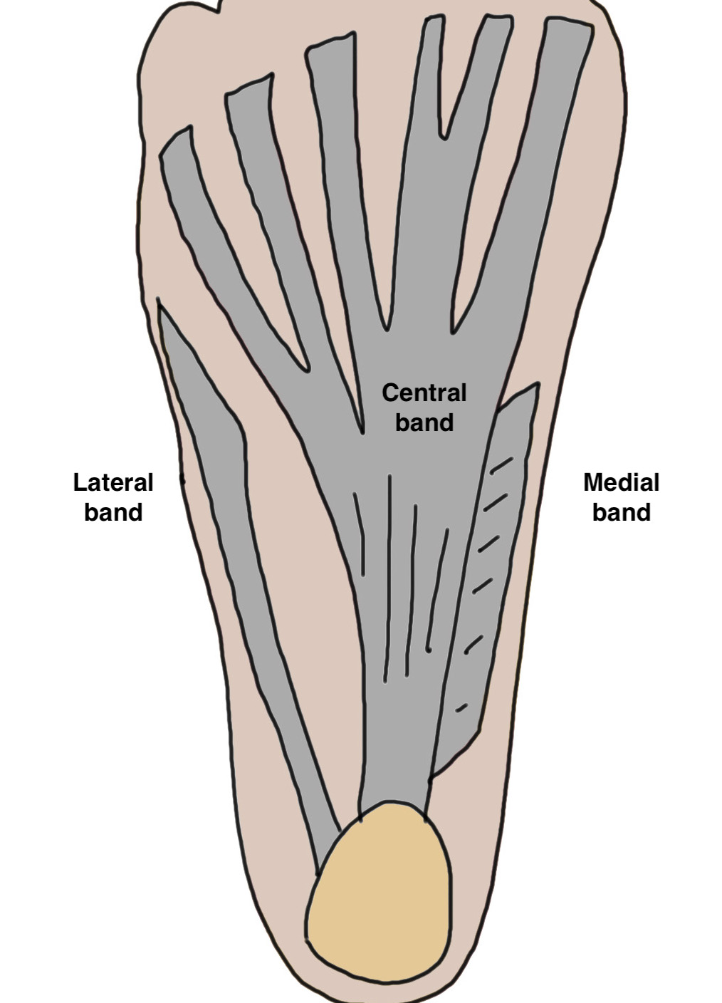 Plantar fascia
