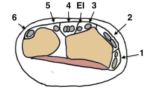 Extensor compartments
