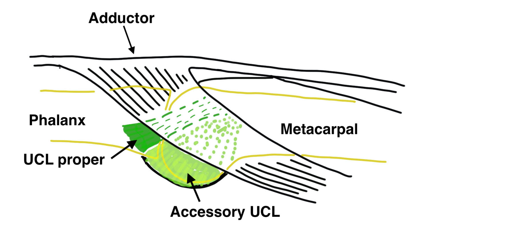 UCL anatomy